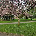 Shrewsbury 1